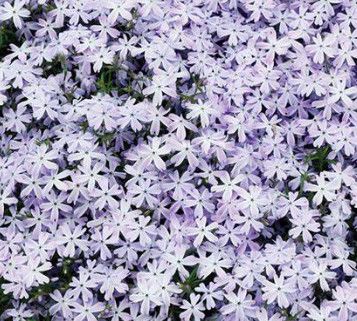 Creeping Phlox &#39;Early Spring Blue&#39; 4&quot;