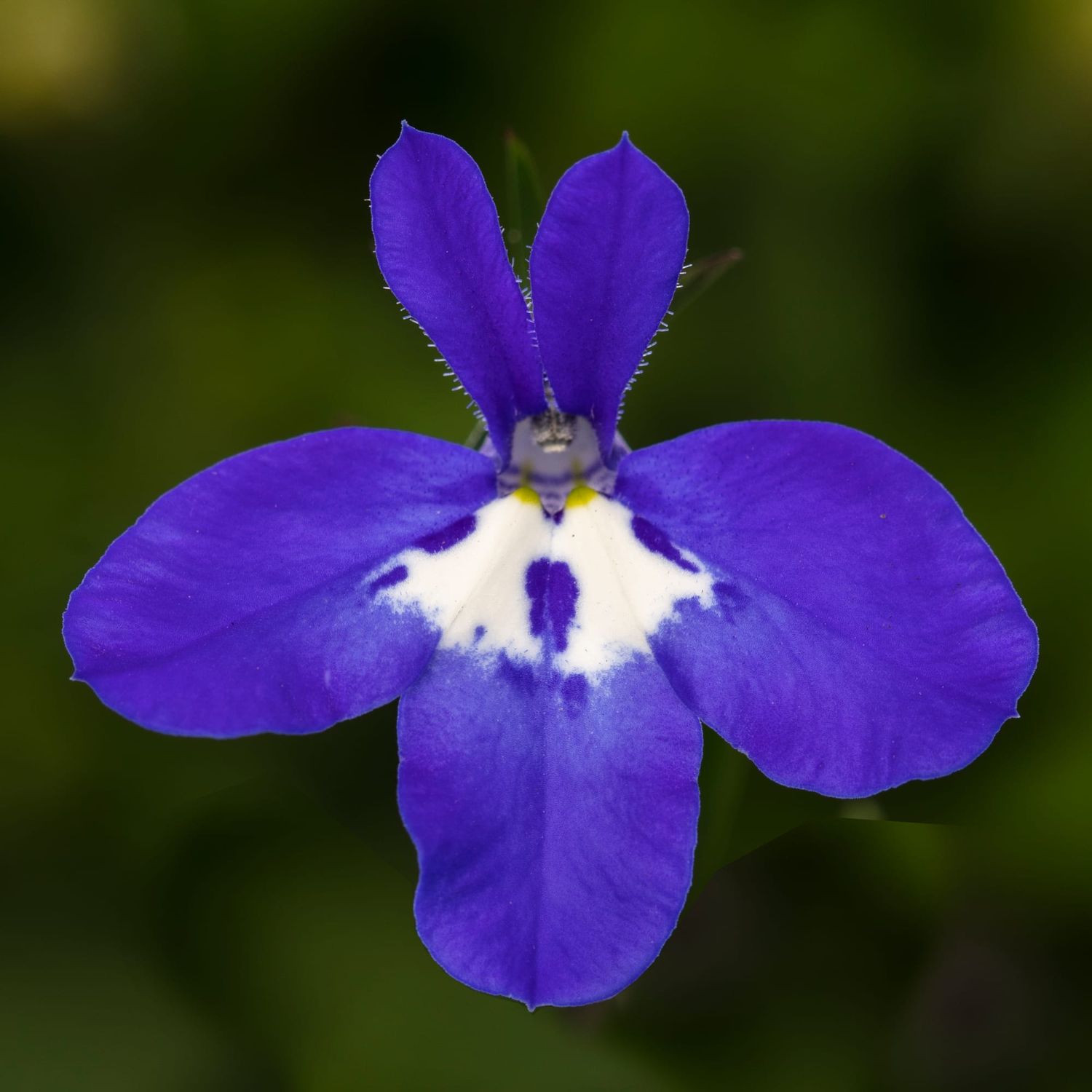 Lobelia Dark Blue with Eye 4&quot;
