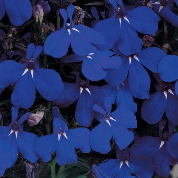 Lobelia Midnight Blue 4&quot;