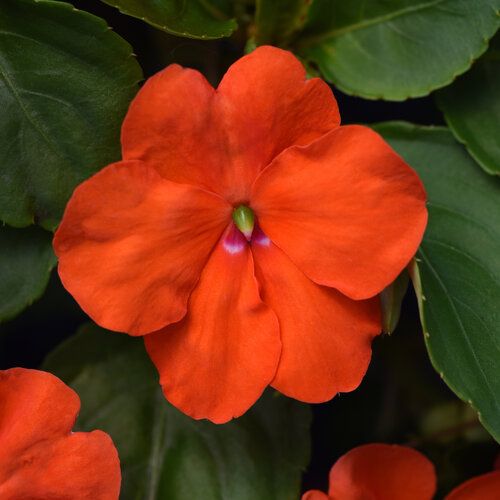 Impatiens - 4 Cell Pack, Color: Orange