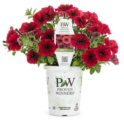 Petunia Supertunia 4&quot; PW