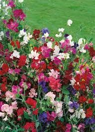 Sweet Pea &#39;Knee High&#39; 4&quot;