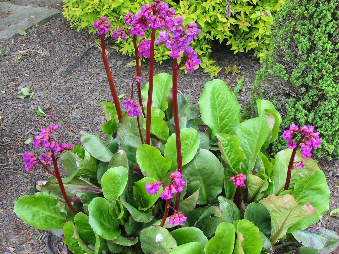 Bergenia &#39;Pigsqueak Bressingham Ruby&#39; 1 gal