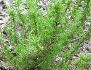 Olive Herb 4"
