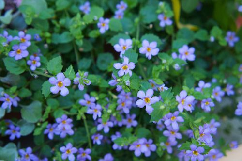 Bacopa 4&quot;, Color: Blue