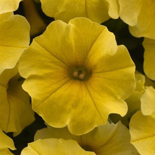 Petunia Caliburst Yellow 4&quot;