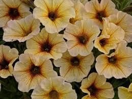 Petunia Supercal French Vanilla 4&quot;