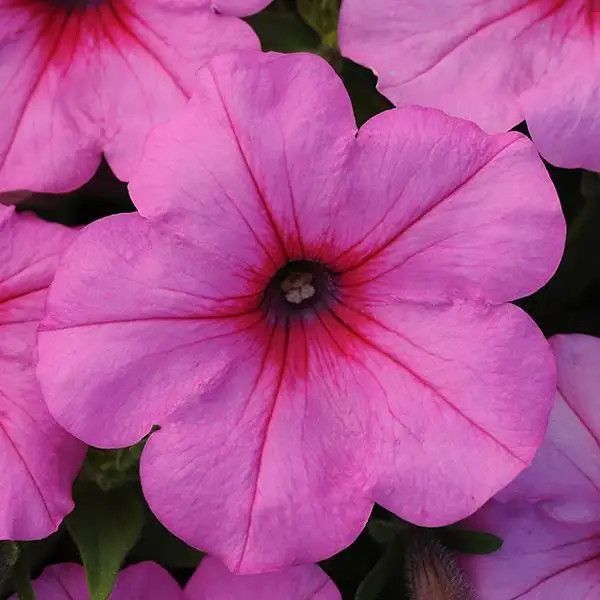 Petunia Wave Pink Passion 4&quot;