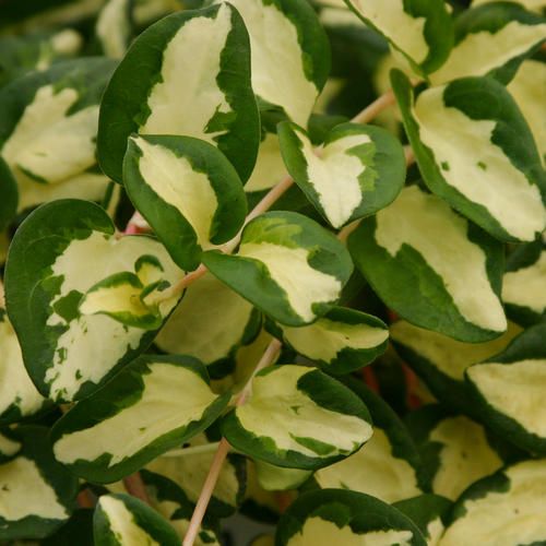 Vinca Vine &#39;Rob&#39;s Gem&#39; 4&quot;