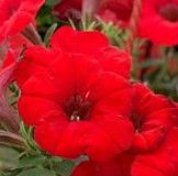 Petunia 4&quot; -, Color: Capella Ruby Red