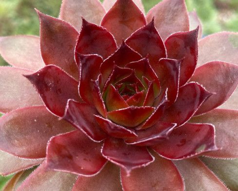 Hens and Chicks - Sempervivum &#39;Cherries Jubilee&#39; 1 qt