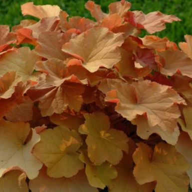 Coral Bells &#39;Heuchera Villosa Mega Caramel&#39; - 1 gal