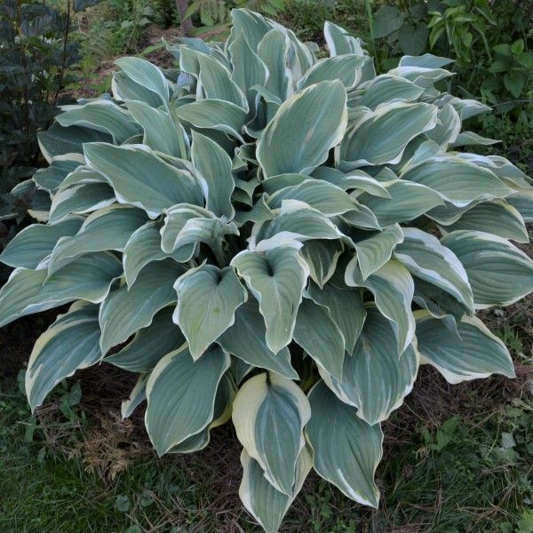 Hosta &#39;El Niño&#39; - 1 gal Med.
