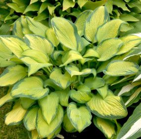 Hosta &#39;Paul&#39;s Glory&#39; - 1 gal Lg.