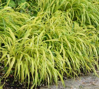Japanese Forest Grass - hakonechloa &#39;lime zest&#39; - 1 gal