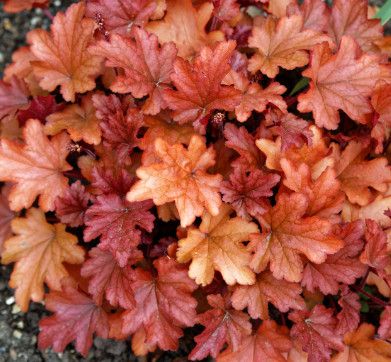 Coral Bells &#39;Heuchera Peach Flambe &#39; - 1 gal