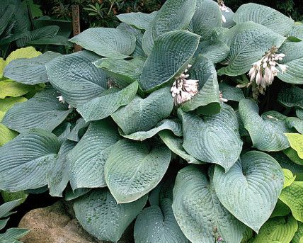 Hosta &#39;Blue Mammoth&#39; - 1 gal XL