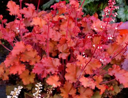 Coral Bells &#39;Heuchera Peach Crisp&#39; - 1 gal