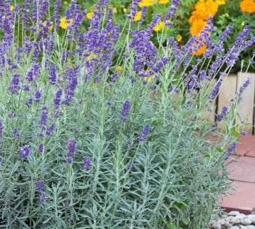 Lavender &#39;Sensational&#39; - 2 gal