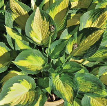 Hosta &#39;Forbidden Fruit&#39; - 1 gal Lg.