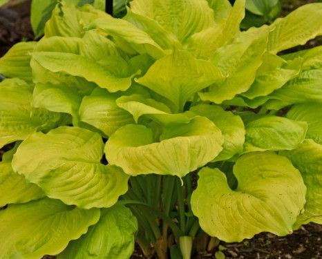 Hosta &#39;Seasons in the Sun&#39; - 1 gal Lg.