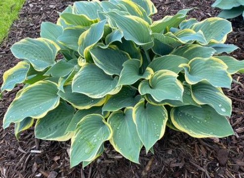 Hosta &#39;Tootie Mae&#39; - 2 gal Med.