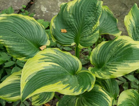 Hosta &#39;The King&#39; 2 gal Lg.