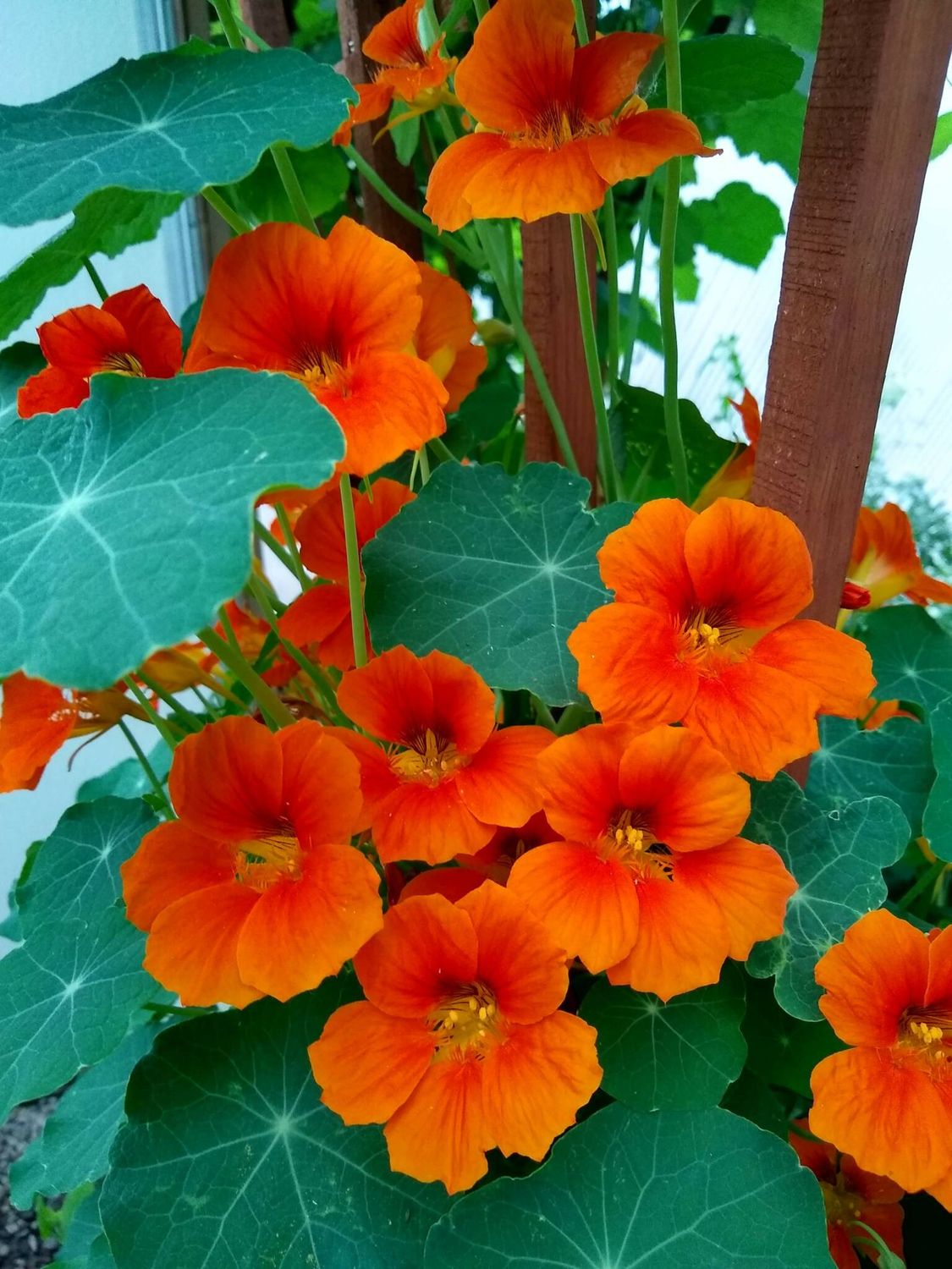 Nasturtium &#39;Bright Orange&#39; 4&quot;