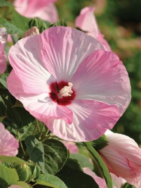 Hibiscus Rose Mallow &#39;Luna Pink Swirl&#39; 4&quot;
