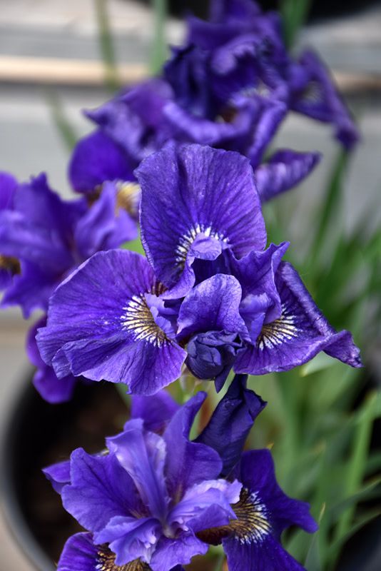 Iris Siberian - &#39;Ruffled Velvet&#39; 1 gal