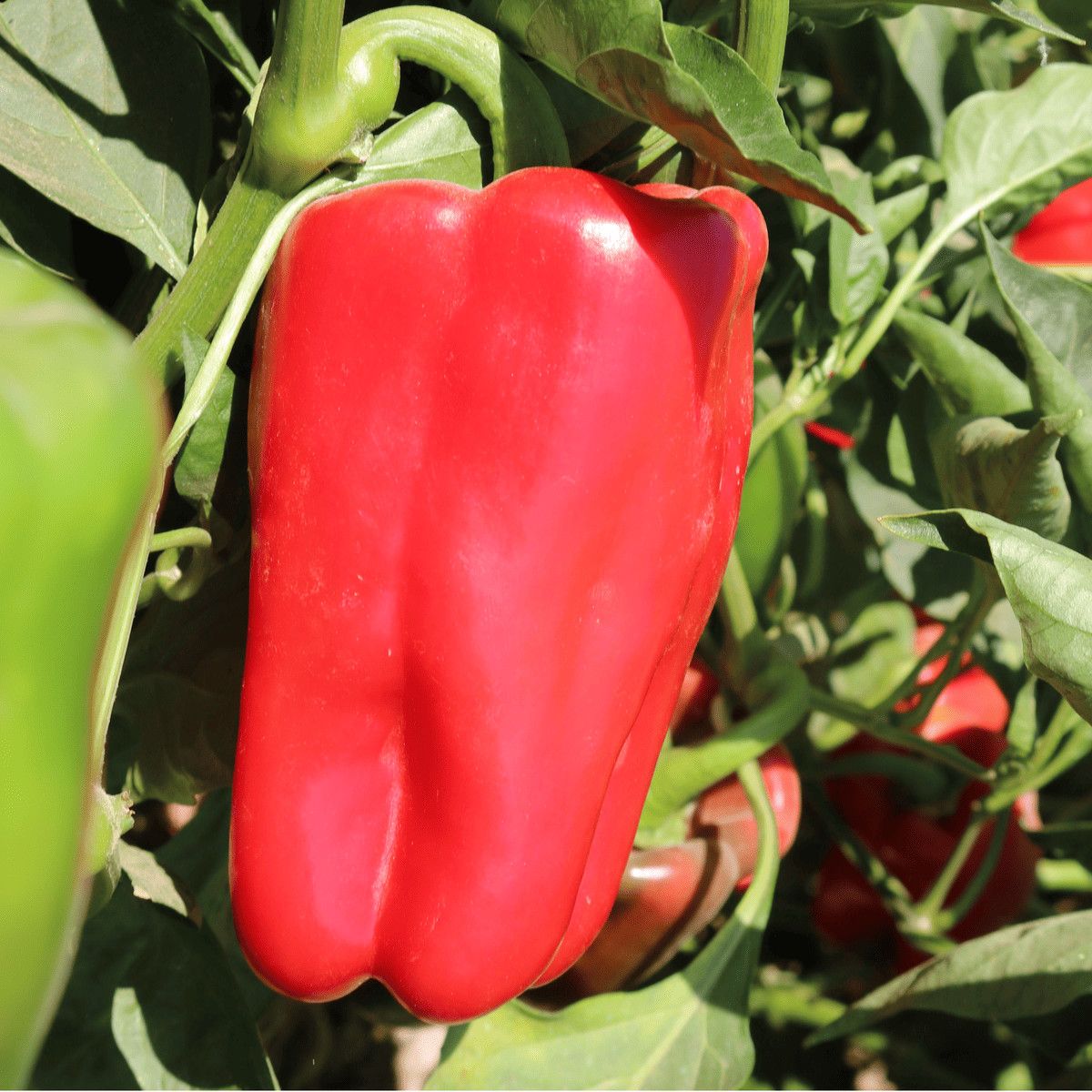 Pepper Impact Red 2 cell (sweet)