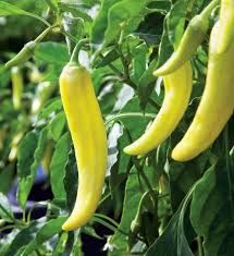 Pepper, Variety: Sweet Banana 4 cell