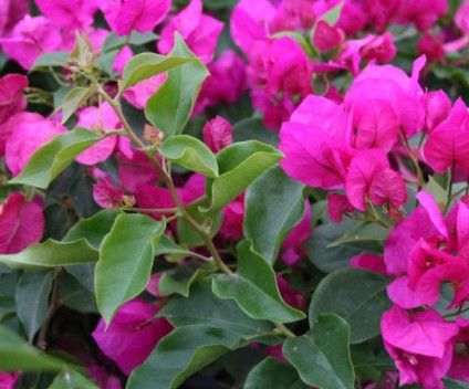 Bougainvillea - Vera Purple 4&quot;