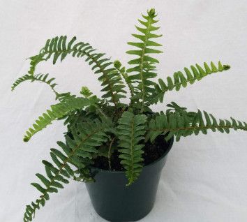 Kimberly Fern 4&quot;