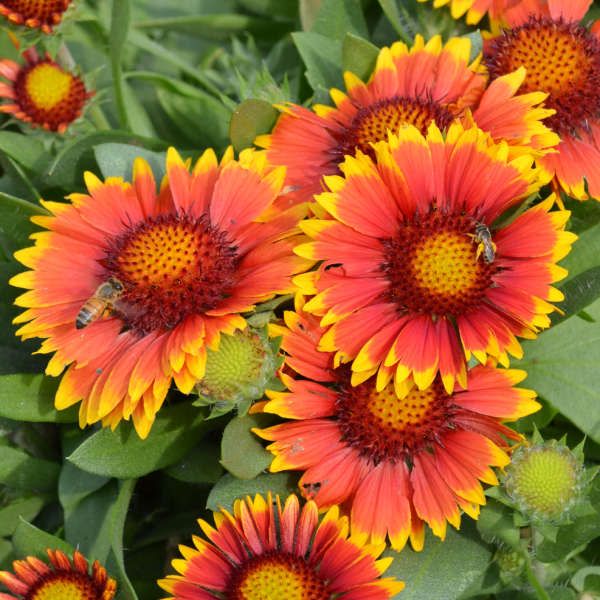 Gaillardia &#39;Arizona Sun&#39; 1 qt