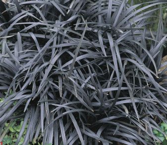 Black Mondo Grass 4&quot;
