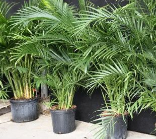 Tropical Palm &#39;Cat&#39; 1 gal
