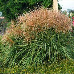 Maiden Grass 'Miscanthus s. Huron Sunrise'  1 gal