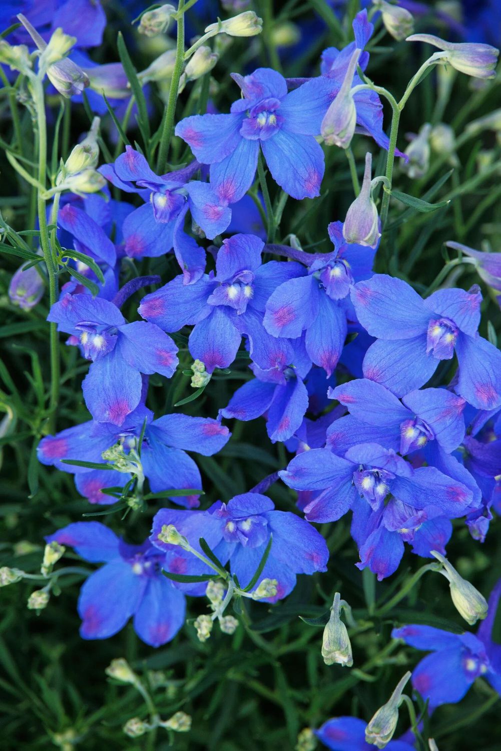 Delphinium &#39;Hunky Dory Blue&#39; 1 gal