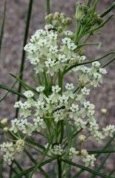 Asclepias verticillata &#39;Whorled Milkweed&#39; 1 gal (native)