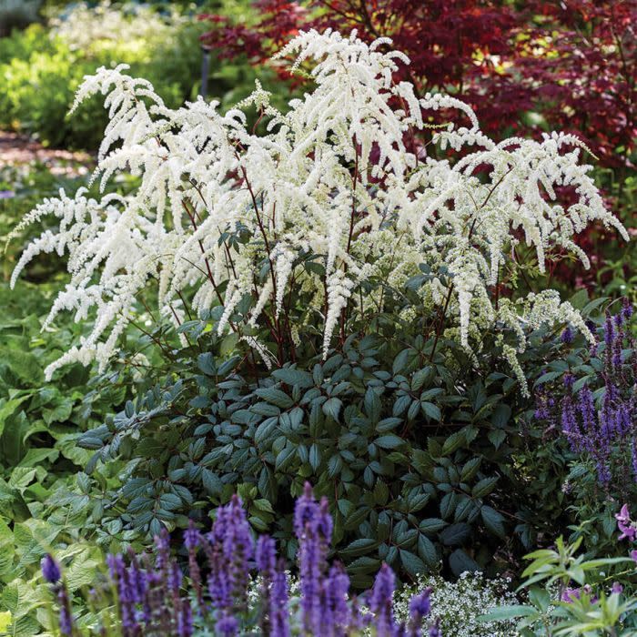 Astilbe &#39;Moccachino&#39; 2 gal