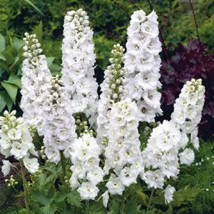 Delphinium Magic Fountains &#39;Pure White&#39; 1 gal