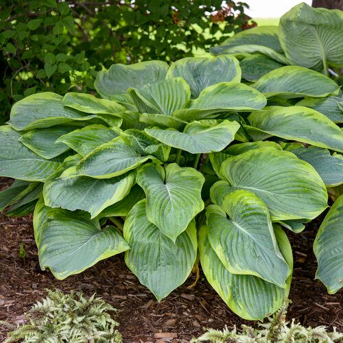Hosta &#39;Wu La La&#39; 2 gal PW