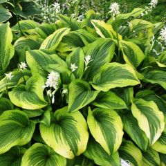 Hosta 'Montana Aureomarginata' 2 gal