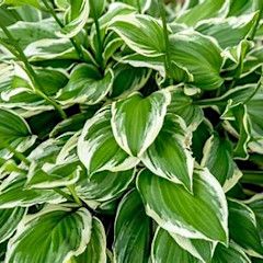 Hosta &#39;Francee&#39; 5 gal