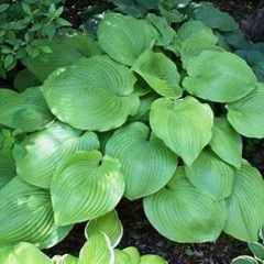 Hosta &#39;Sum and Substance&#39;, Size: 1 gal