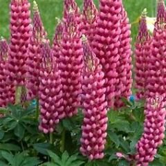 Lupine &#39;Gallery Pink&#39; 1 gal