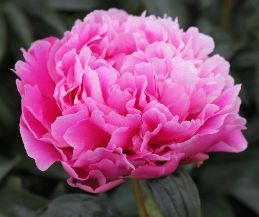 Peony &#39;Jacorma&#39; 2 gal