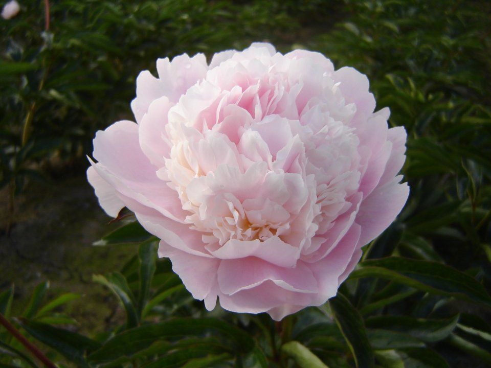 Peony &#39;Alertie&#39; 2 gal