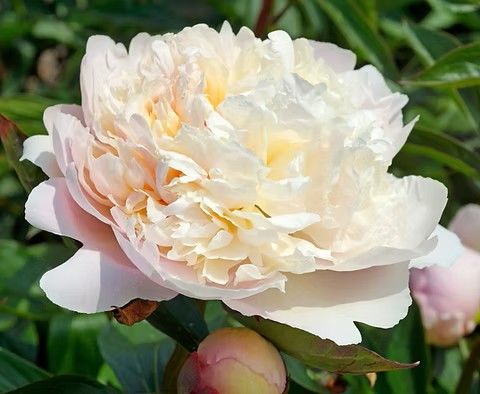 Peony &#39;Madame Calot&#39; 2 gal
